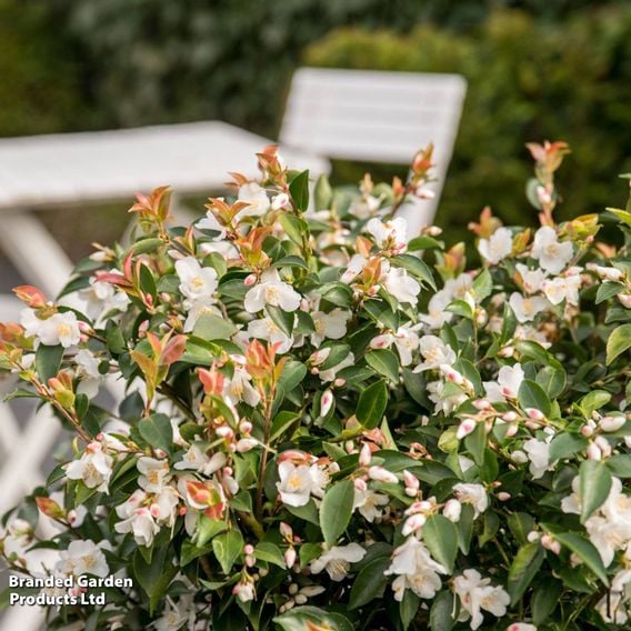 Camellia japonica 'Beauty Blush'