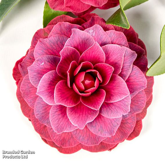 Camellia japonica 'Black Lace'