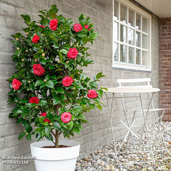 Camellia japonica 'Black Lace'