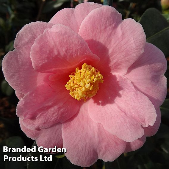 Camellia x williamsii 'Bowen Bryant'