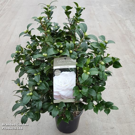 Camellia japonica 'Centifolia Alba'