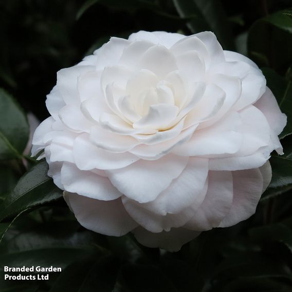 Camellia japonica 'Centifolia Alba'