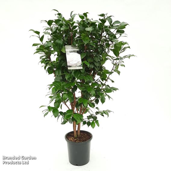 Camellia japonica 'Centifolia Alba'