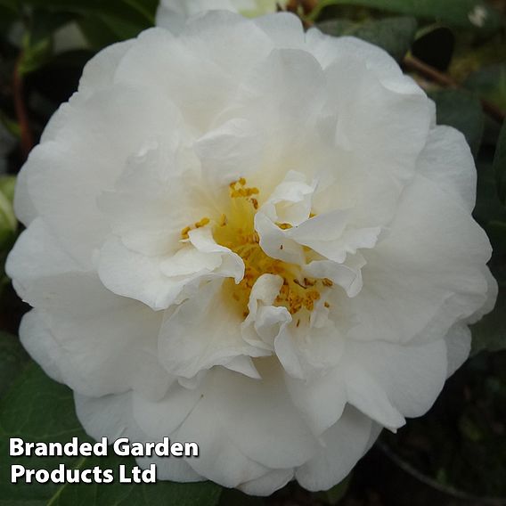 Camellia x williamsii 'E.T.R. Carlyon'
