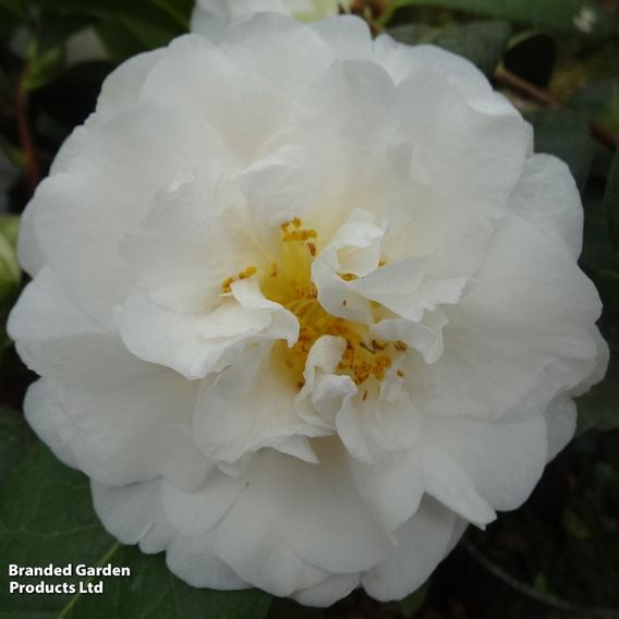 Camellia x williamsii 'E.T.R. Carlyon'