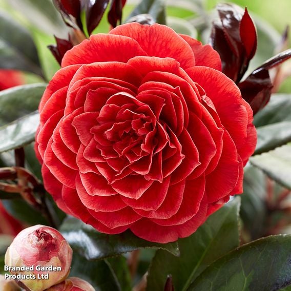 Camellia japonica 'Femme Fatale'
