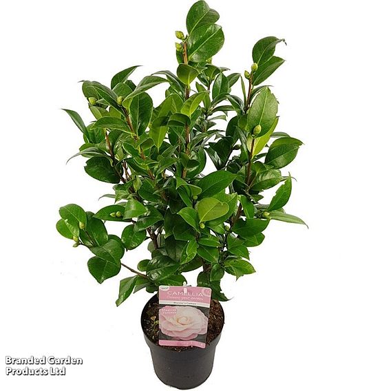 Camellia japonica 'Nuccio's Cameo'