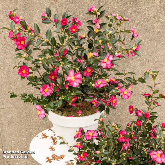 Camellia sasanqua 'Red'