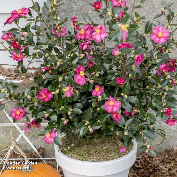 Camellia sasanqua 'Red'