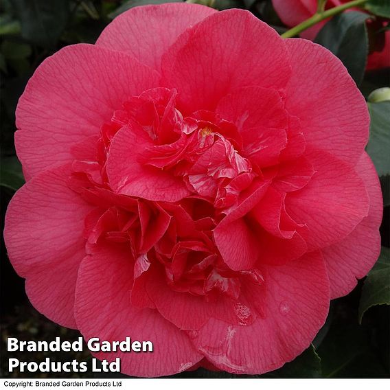 Camellia japonica 'R.L. Wheeler'