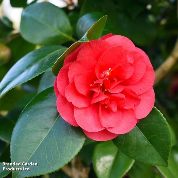 Camellia x williamsii 'Ruby Wedding'