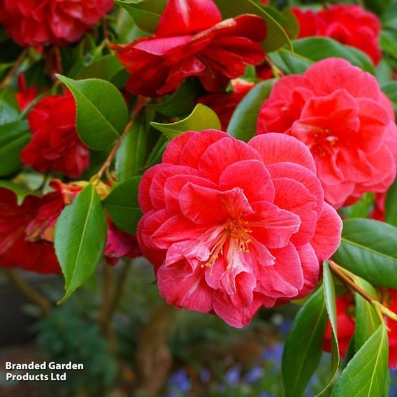 Camellia x williamsii 'Ruby Wedding'