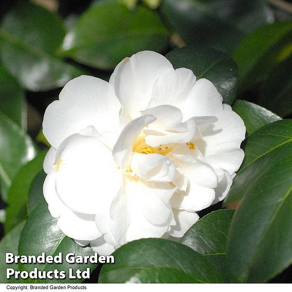 Camellia japonica 'Silver Anniversary'