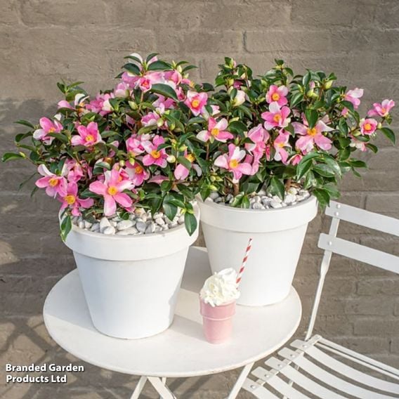 Camellia sasanqua 'Strawberry Swirl'