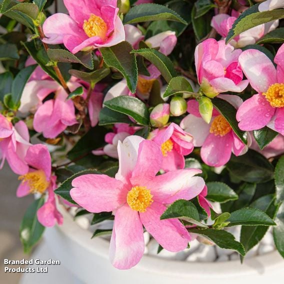 Camellia sasanqua 'Strawberry Swirl'