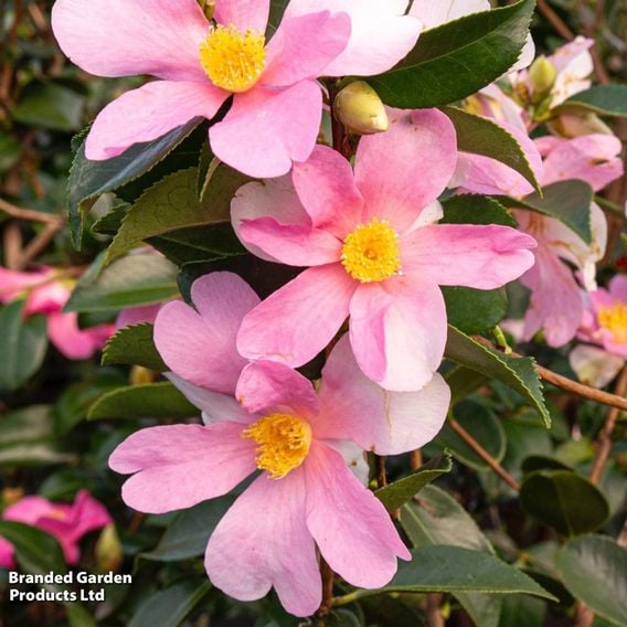 Camellia sasanqua 'Strawberry Swirl'