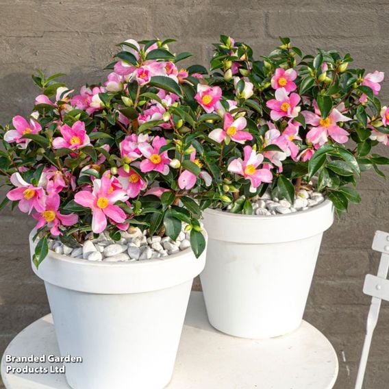 Camellia sasanqua 'Strawberry Swirl'