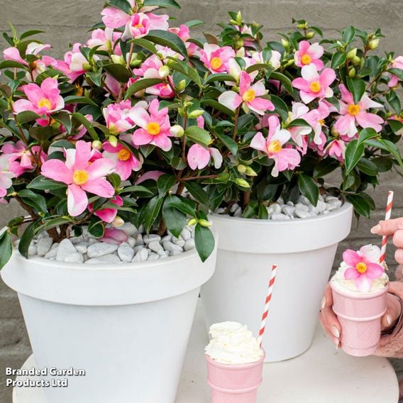 Camellia sasanqua 'Strawberry Swirl'