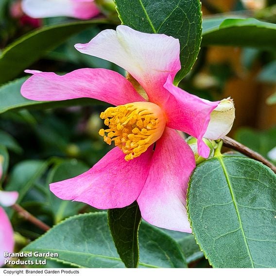 Camellia sasanqua 'Strawberry Swirl'