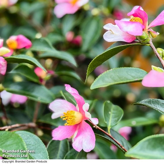 Camellia sasanqua 'Strawberry Swirl'
