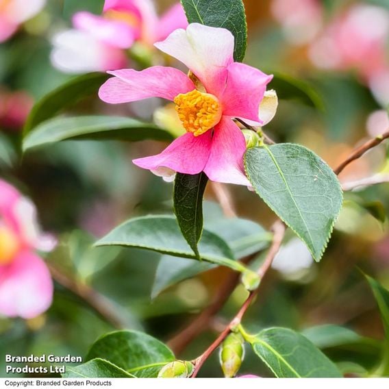 Camellia sasanqua 'Strawberry Swirl'