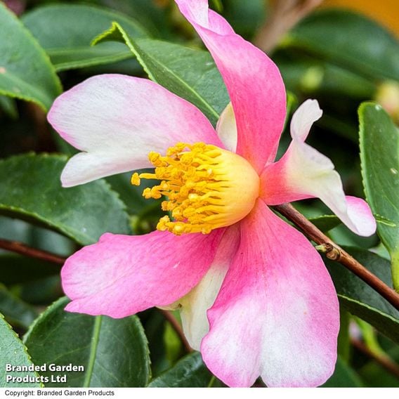 Camellia sasanqua 'Strawberry Swirl'