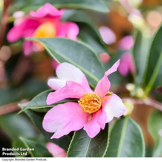 Camellia sasanqua 'Strawberry Swirl'