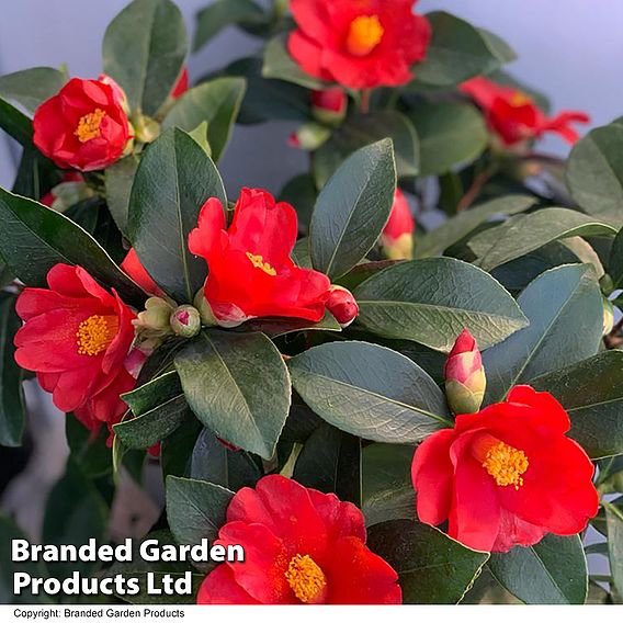 Camellia '1001 Summer Nights' Jasmine