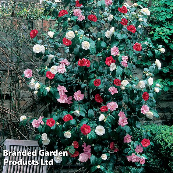 Camellia 'Tricolour'