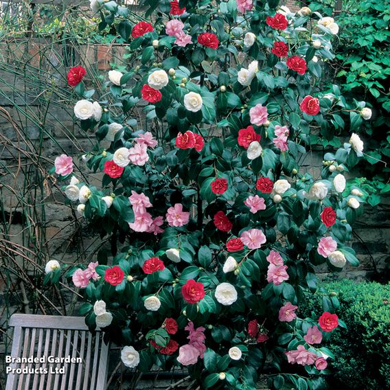 Camellia 'Tricolour'
