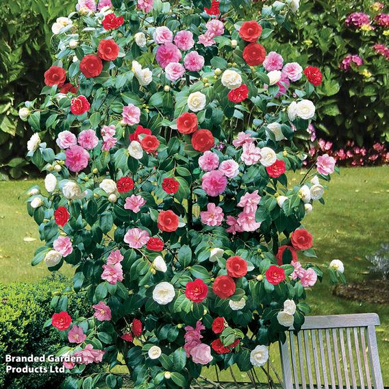 Camellia 'Tricolour'