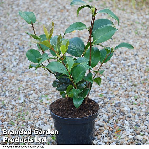 Camellia 'Tricolour'