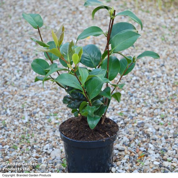 Camellia 'Tricolour'