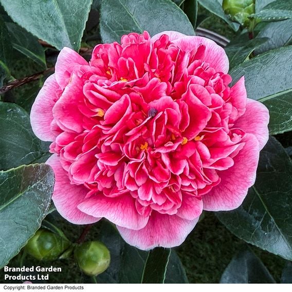 Camellia japonica 'Volunteer'