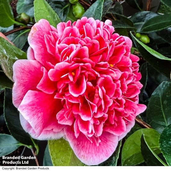 Camellia japonica 'Volunteer'