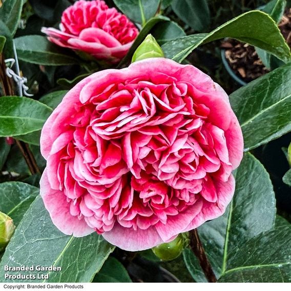 Camellia japonica 'Volunteer'