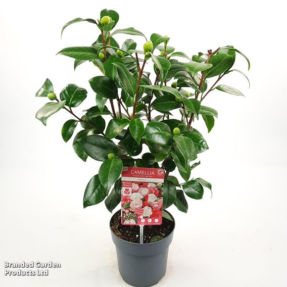 Camellia japonica 'Winter Festival'