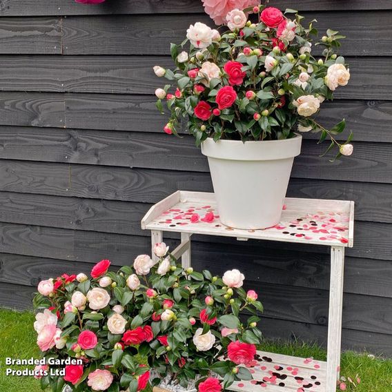 Camellia japonica 'Winter Festival'