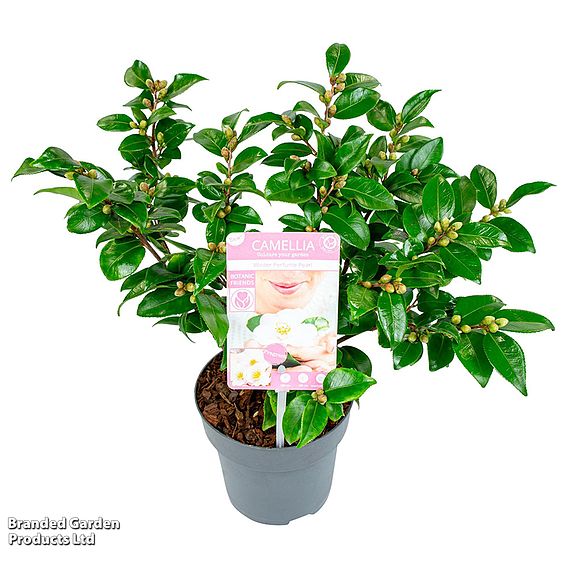 Camellia japonica 'Winter Perfume Pearl'