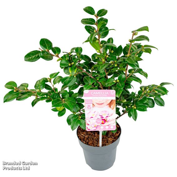 Camellia japonica 'Winter Festival'