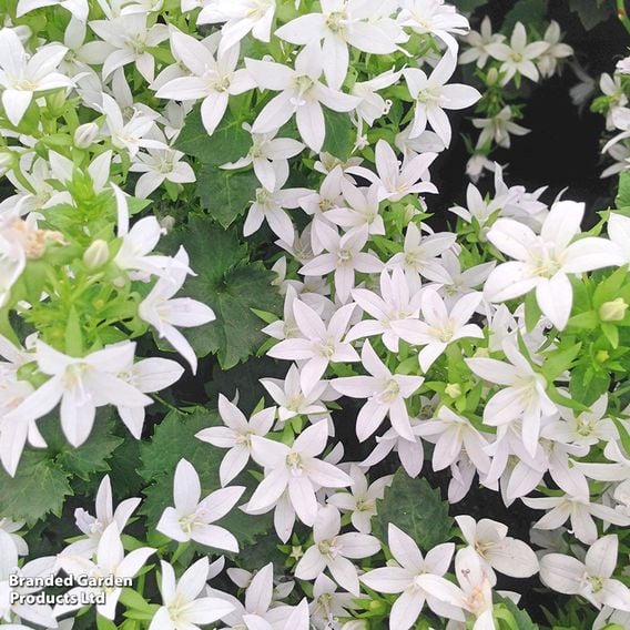 Campanula poscharskyana 'E.H. Frost'
