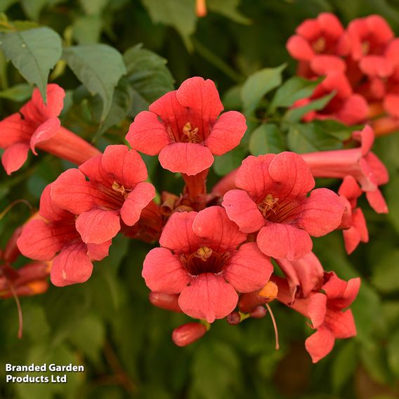 Campsis radicans 'Flamenco'