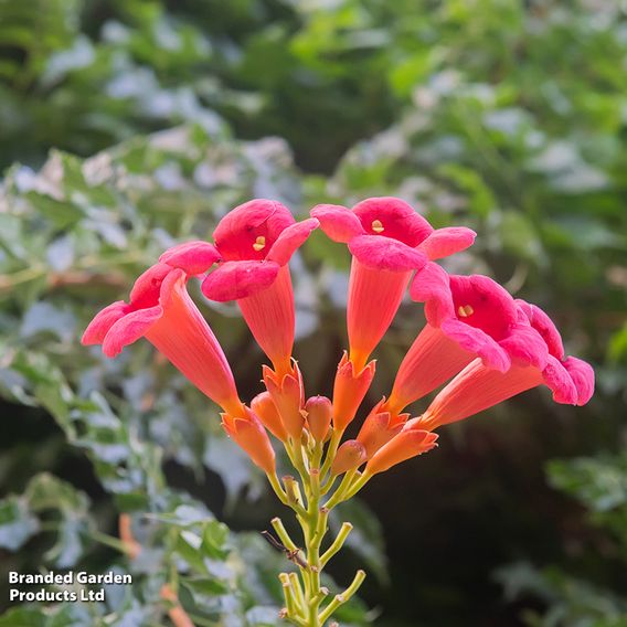 Campsis radicans 'Flamenco'