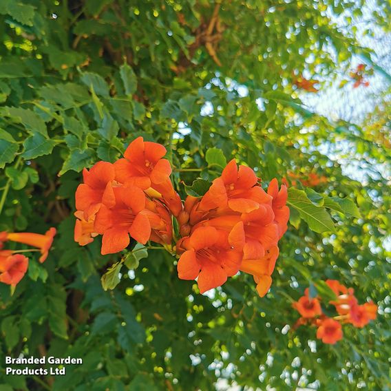 Campsis radicans 'Flamenco'