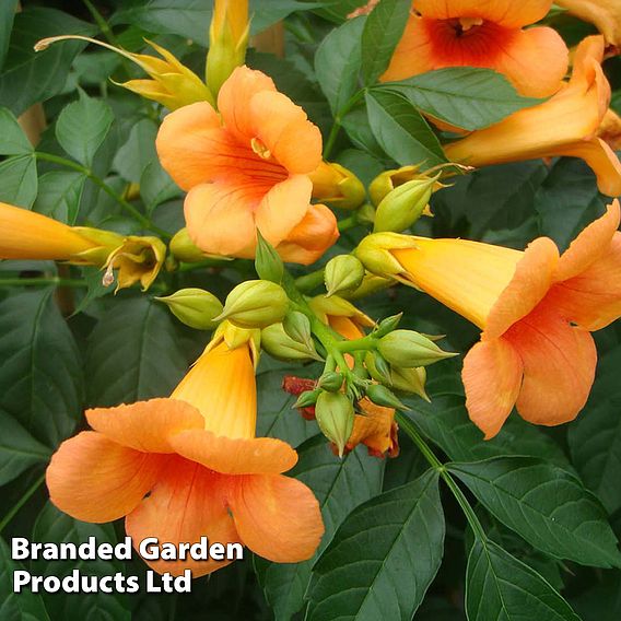 Campsis x tagliabuana 'Indian Summer'