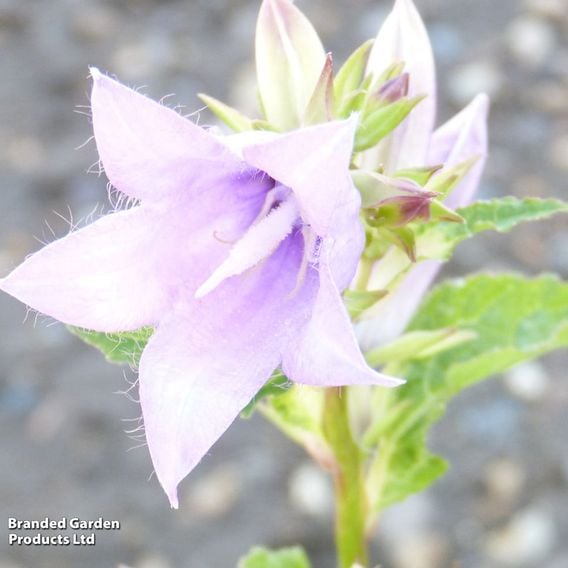 Campanula latifolia 'Macrantha'