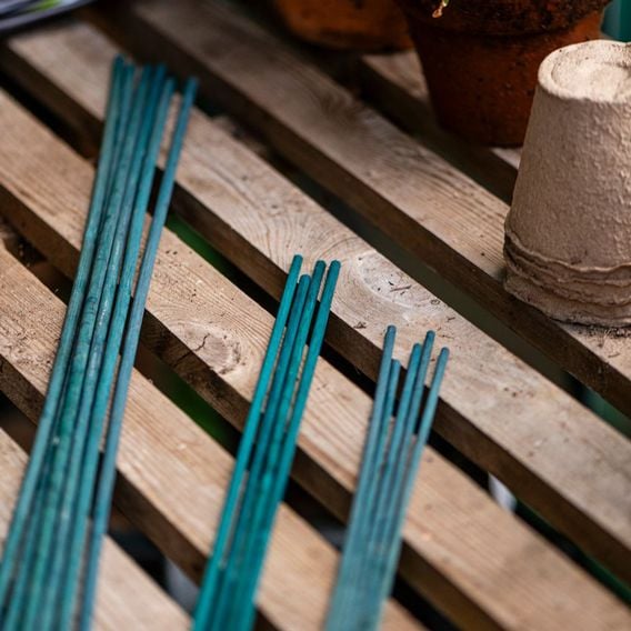Garden Gear - Plant Canes