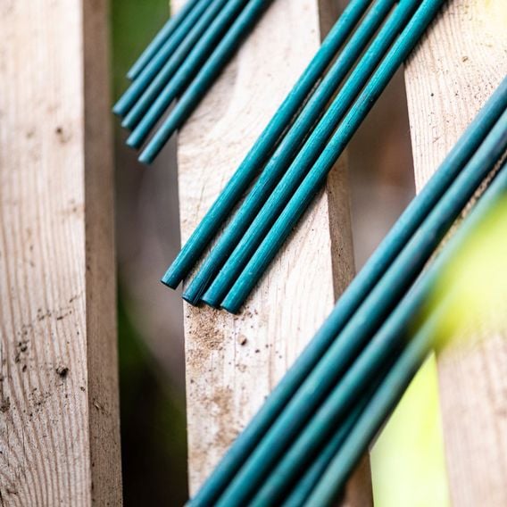 Garden Gear - Plant Canes