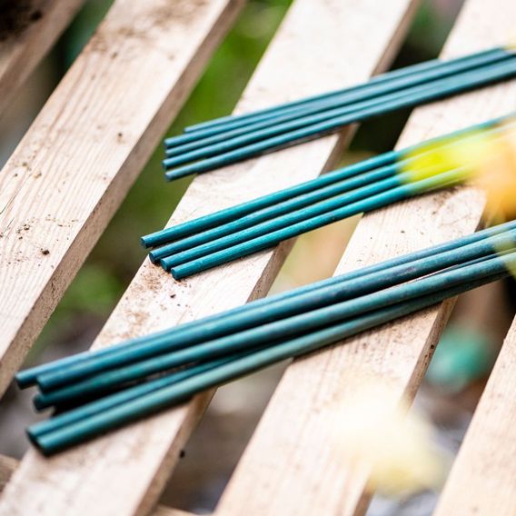 Garden Gear - Plant Canes