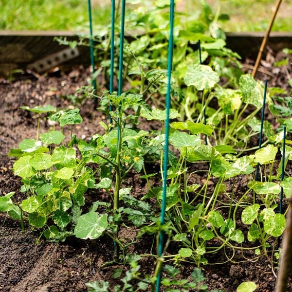 Garden Gear - Plant Canes